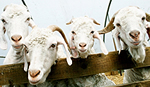 Pennywell Farm Pennywell Farm